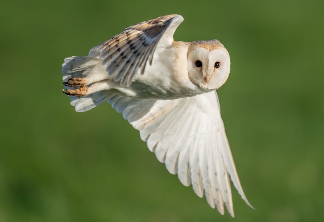 Taurus: The Barn Owl (image credits: unsplash)