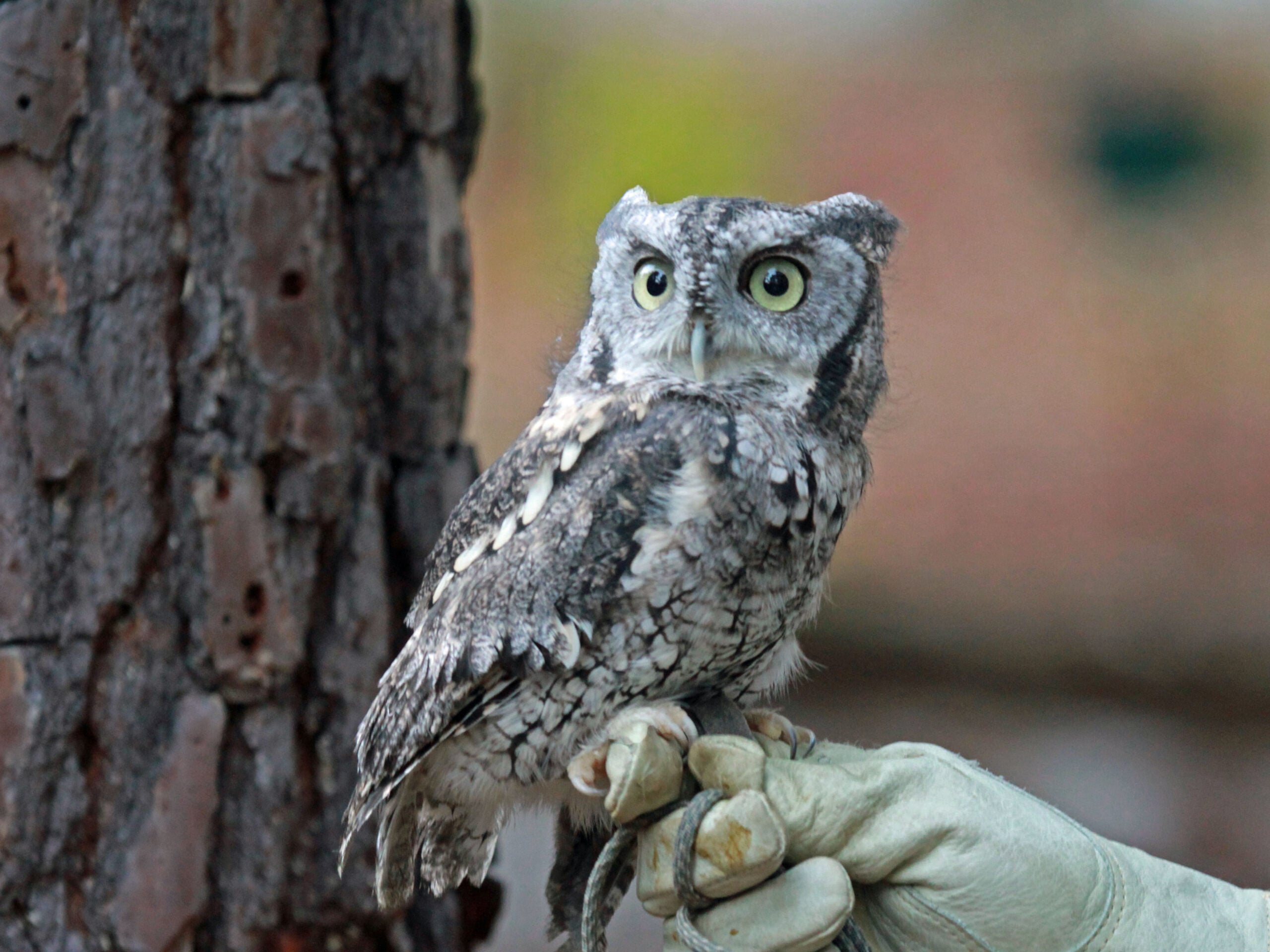 Gemini: The Eastern Screech Owl (image credits: wikimedia)