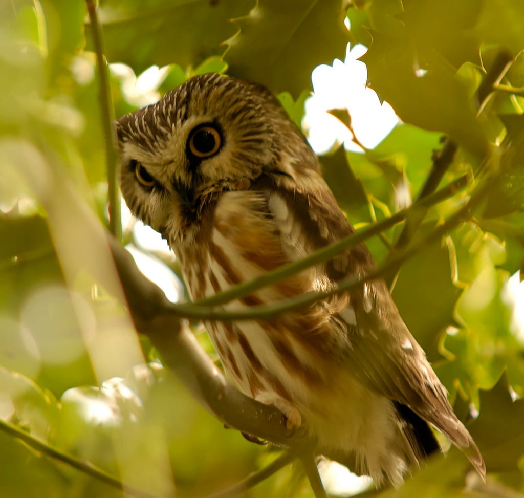 Cancer: The Northern Saw-whet Owl (image credits: wikimedia)