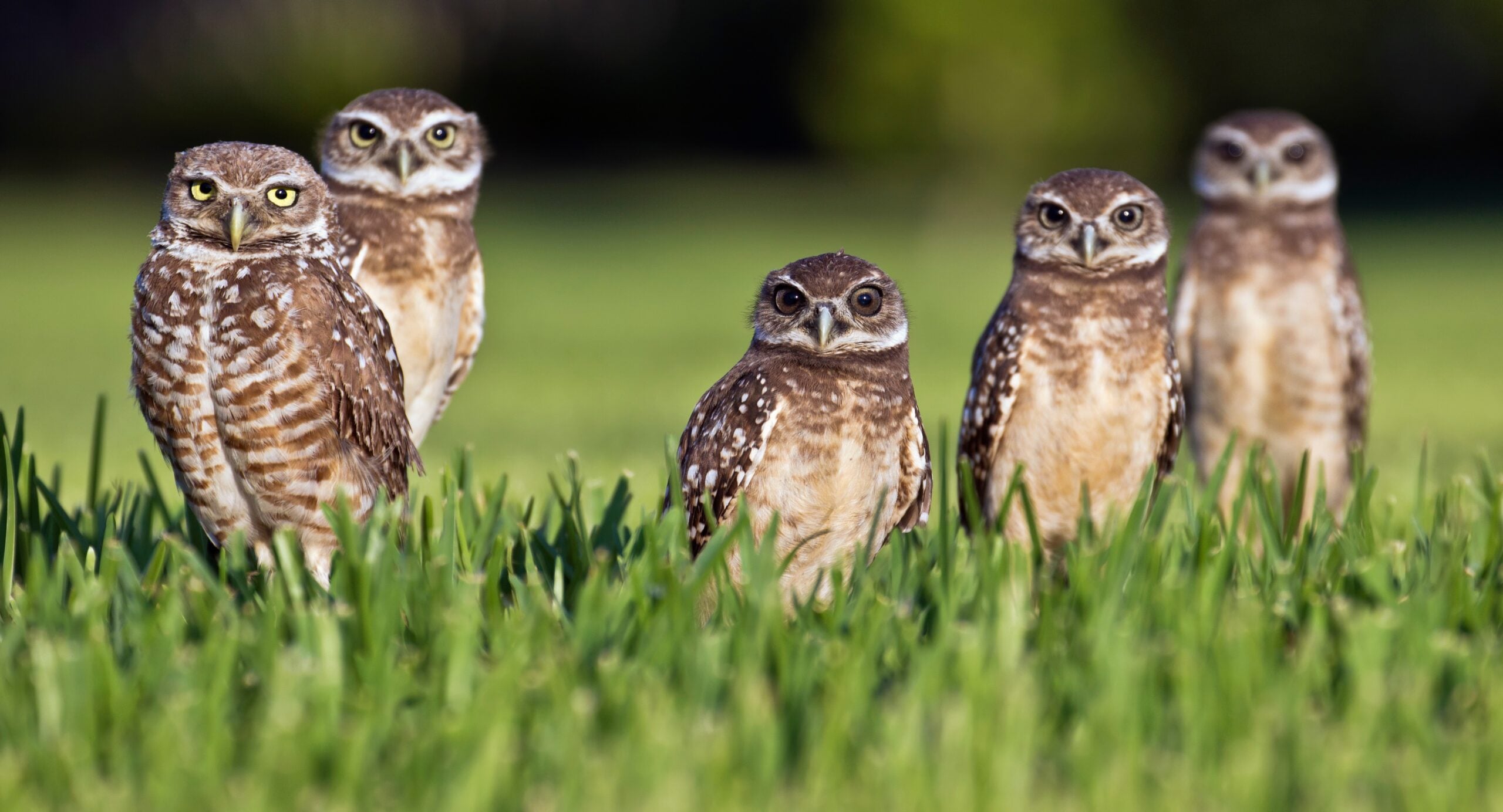 Virgo: The Burrowing Owl (image credits: wikimedia)