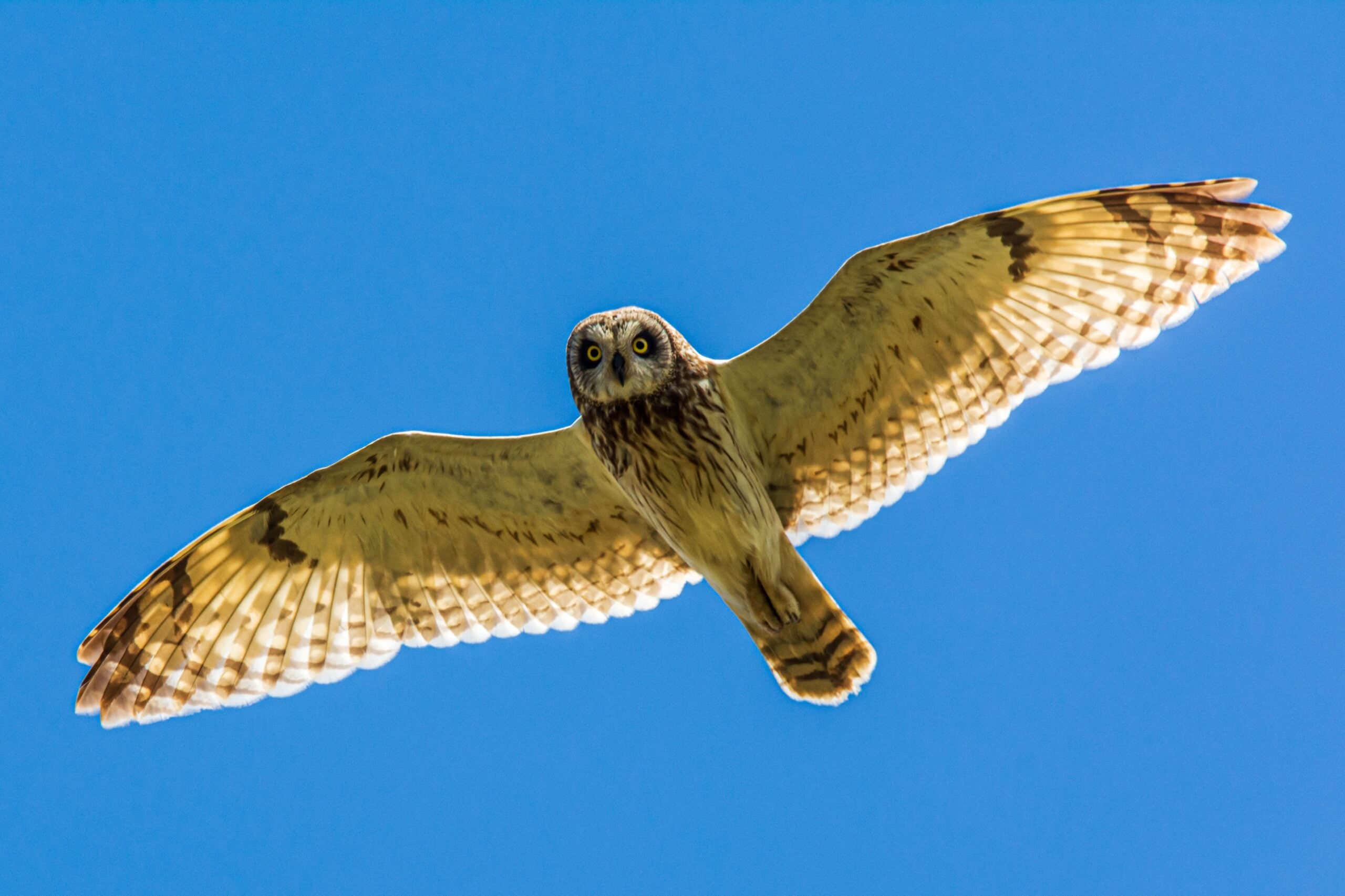 Sagittarius: The Short-eared Owl (image credits: wikimedia)