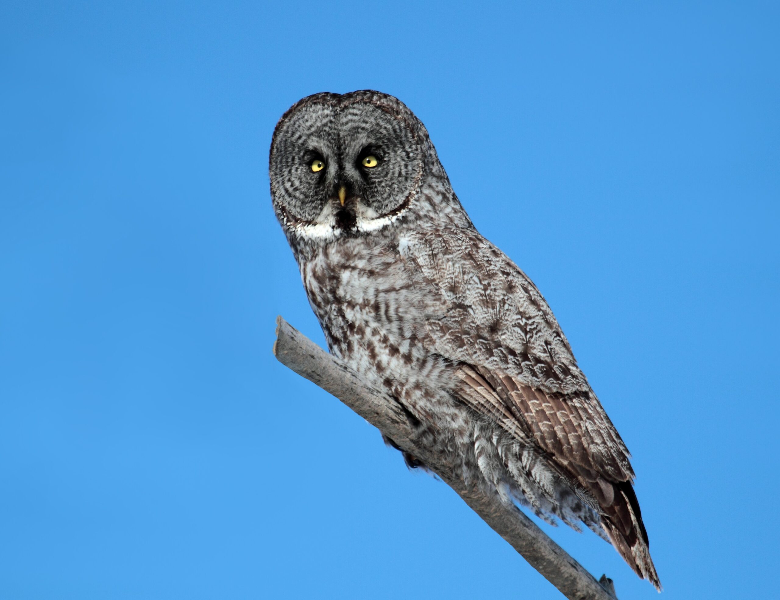 Capricorn: The Great Gray Owl (image credits: wikimedia)