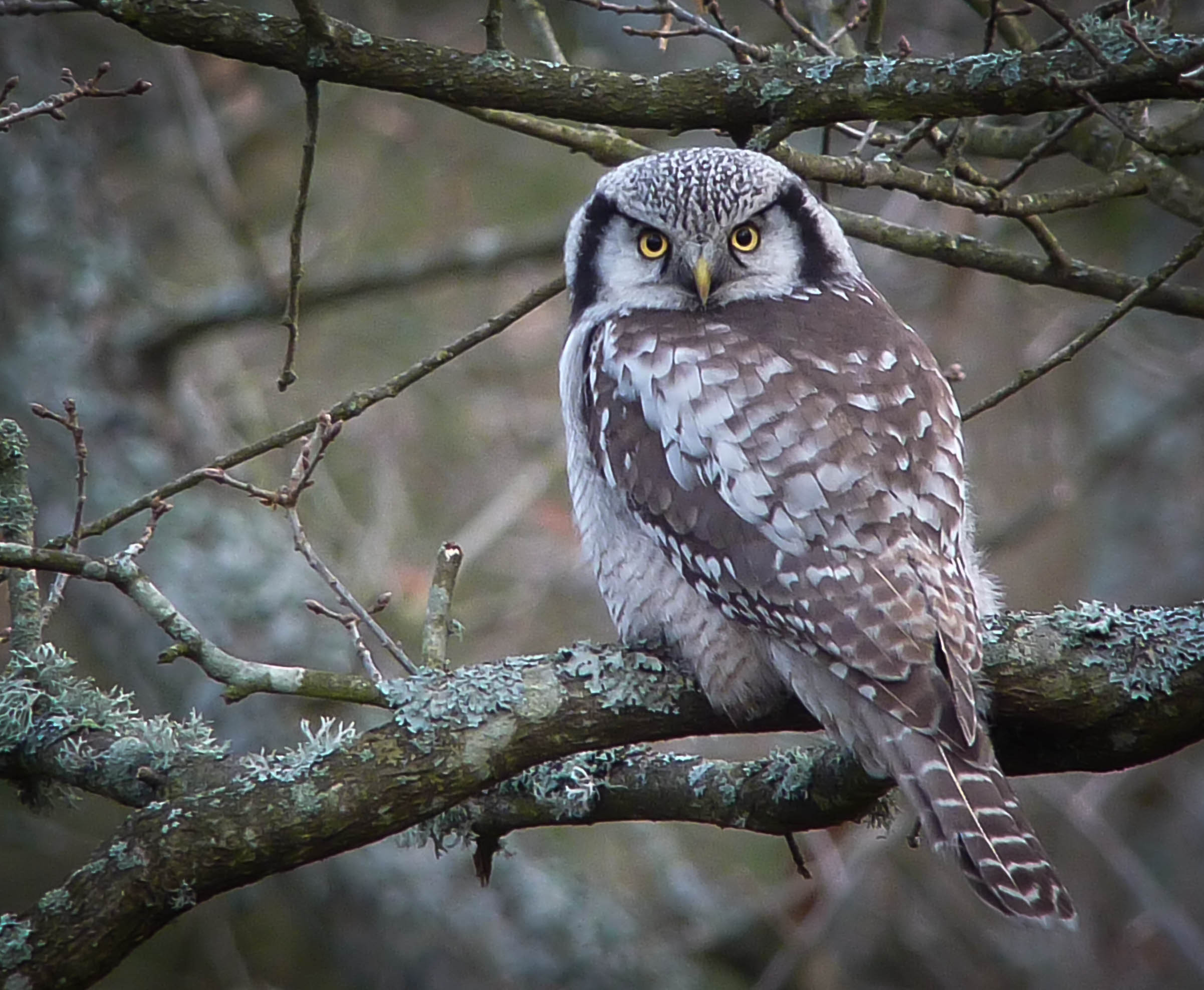 Aquarius: The Northern Hawk Owl (image credits: wikimedia)