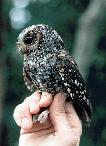 Pisces: The Flammulated Owl (image credits: wikimedia)