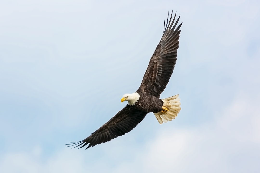 The Visionary Eagle: Seeing Beyond the Horizon (image credits: unsplash)