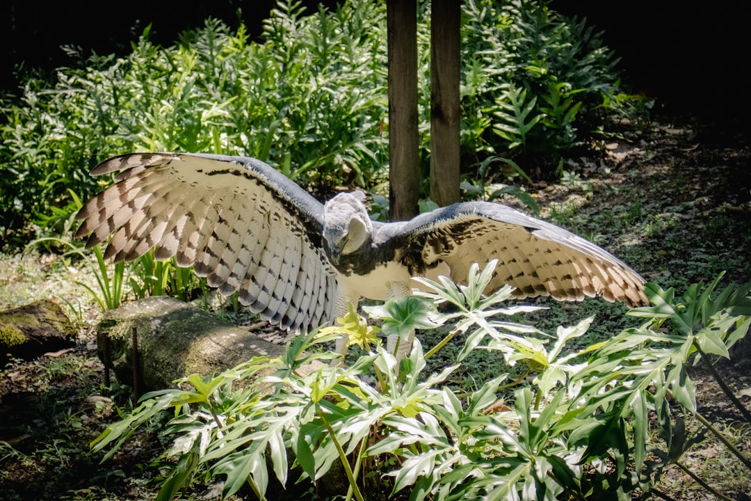 The Fearless Eagle: Confronting Challenges Head-On (image credits: unsplash)