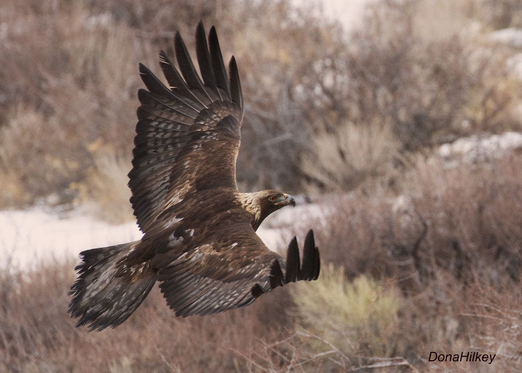 The Golden Eagle: Pursuit of Excellence and Nobility (image credits: flickr)