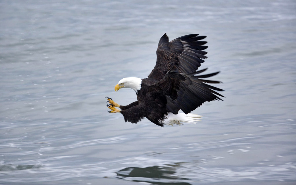 The Bald Eagle: Authentic American Resilience (image credits: flickr)