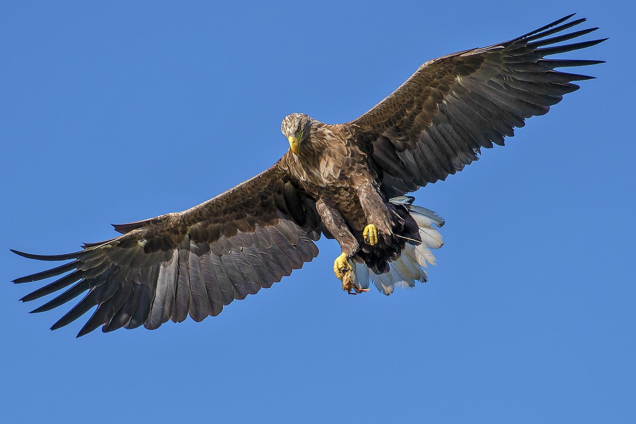 The Solitary Eagle: Independent Self-Reliance (image credits: pixabay)
