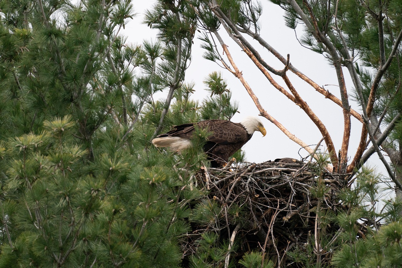 The Nurturing Eagle: Building Future Generations (image credits: pixabay)