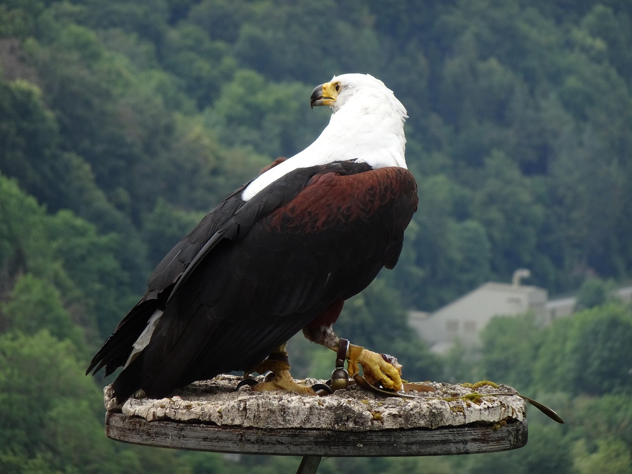 The Messenger Eagle: Bridging Divides Through Communication (image credits: pixabay)