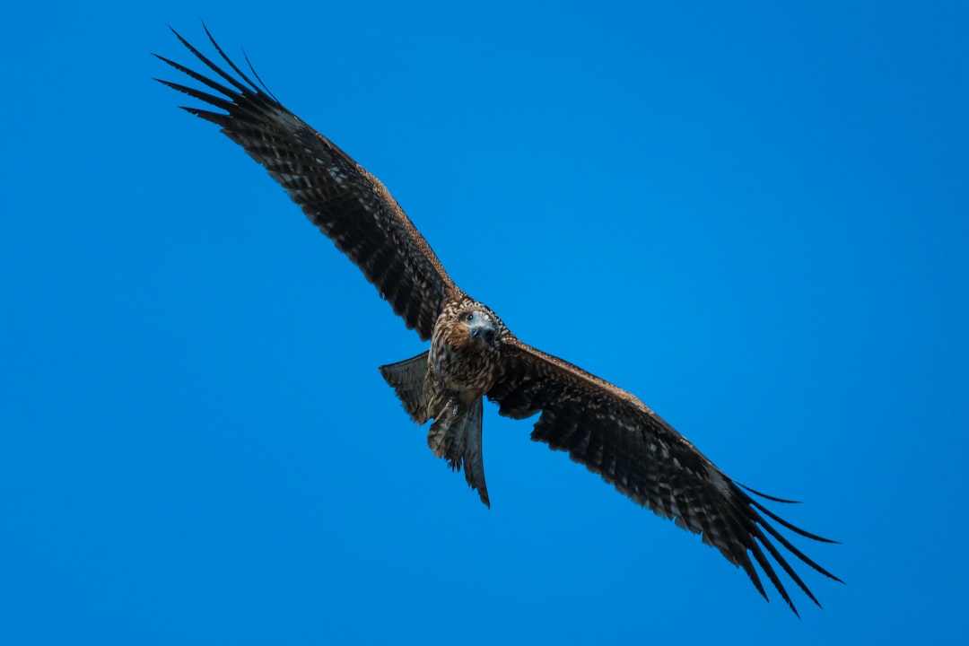 Conclusion: Which Eagle Soars Highest in 2025? (image credits: unsplash)