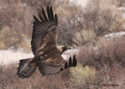 Which Eagle Archetype Matches the American Dream in 2025?