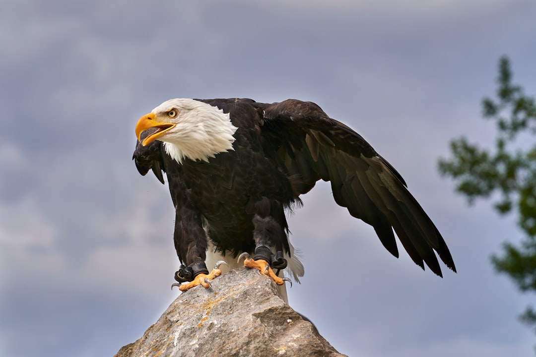 The Eagle's Domain - High Ground Advantage (image credits: unsplash)