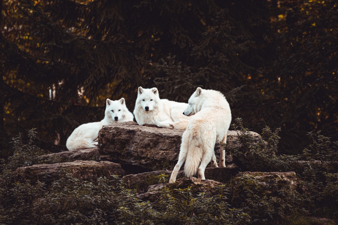 Wolf Pack Mentality - The Ultimate Squad Player (image credits: unsplash)