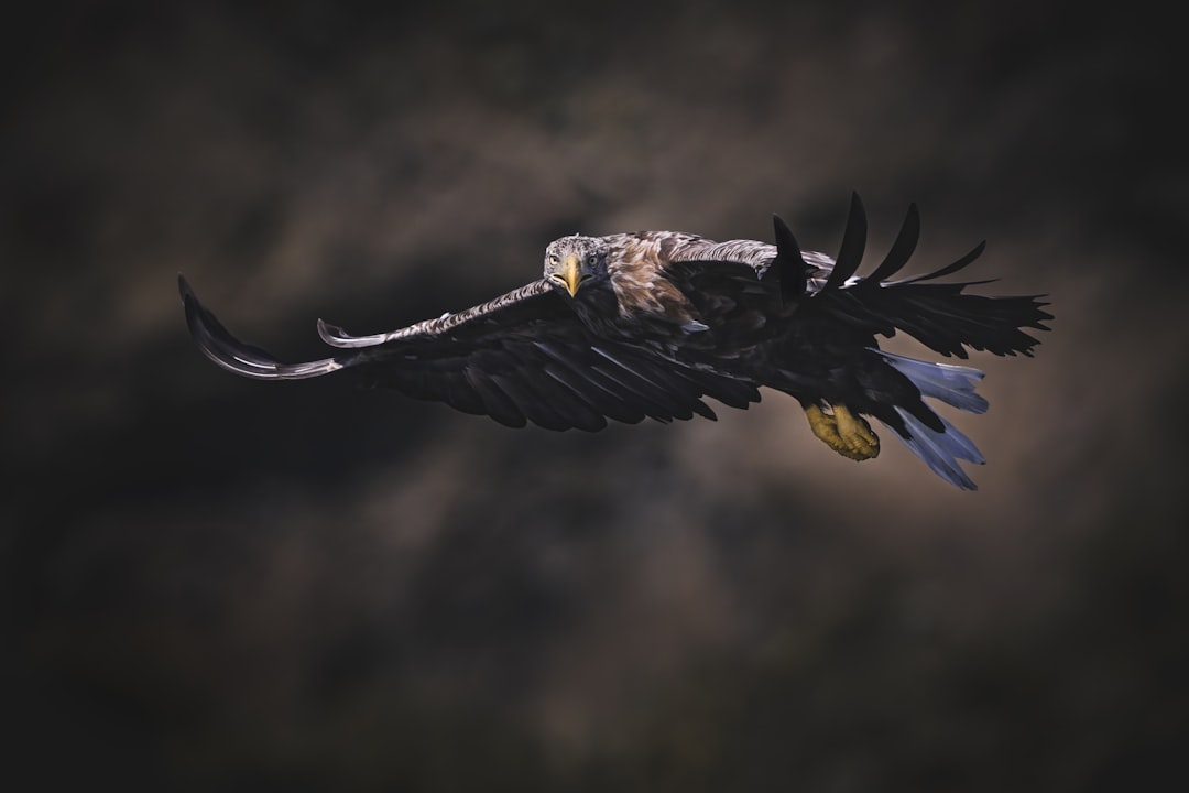 Combat Styles and Strategic Approaches (image credits: unsplash)