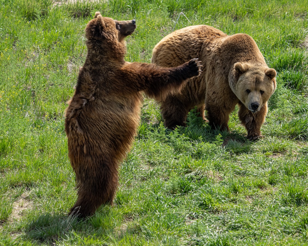 Bear Strength in Defensive Play (image credits: unsplash)