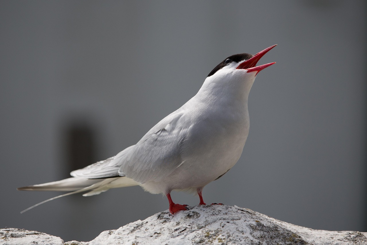 The Arctic Tern - Ultimate Thanksgiving Traveler (image credits: pixabay)