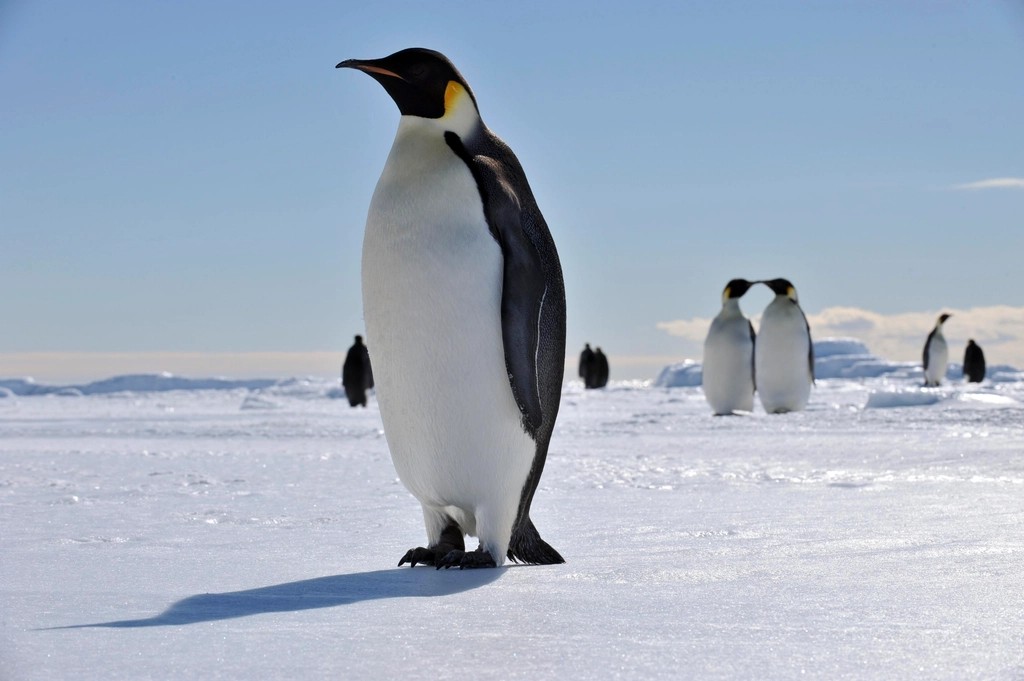 Emperor Penguins - Masters of Shared Responsibility (image credits: rawpixel)