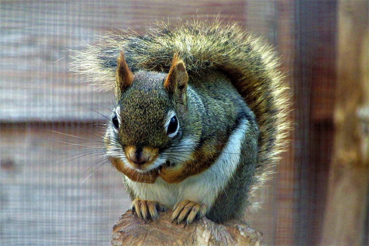 Gray Squirrels - Thanksgiving Prep Champions (image credits: pixabay)