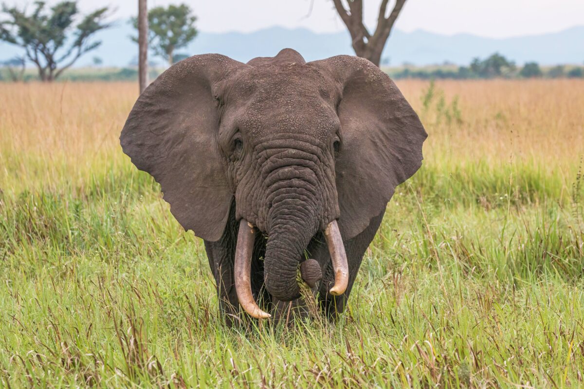 African Elephants - The Ultimate Family Unit