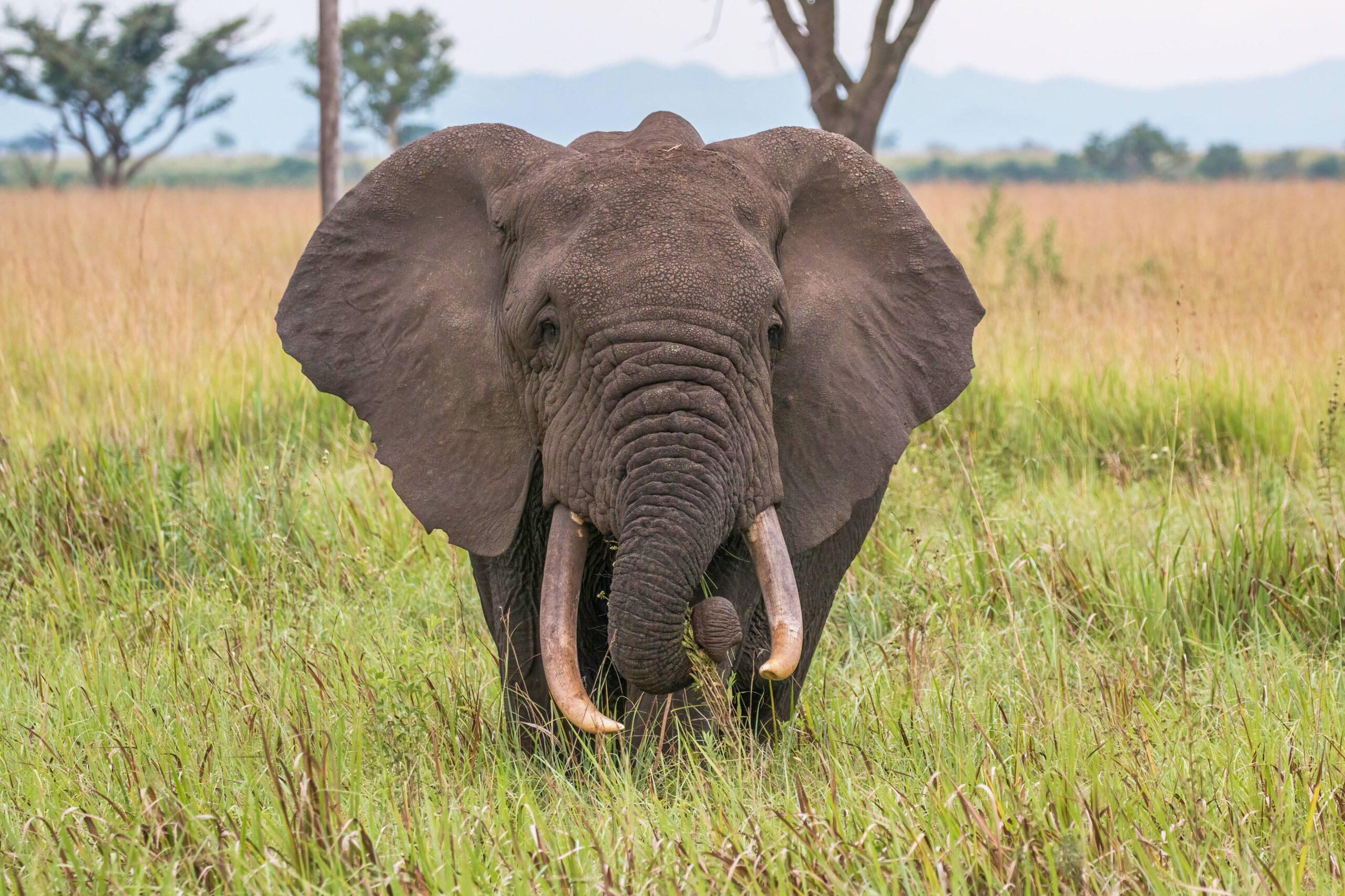 African Elephants - The Ultimate Family Unit (image credits: wikimedia)