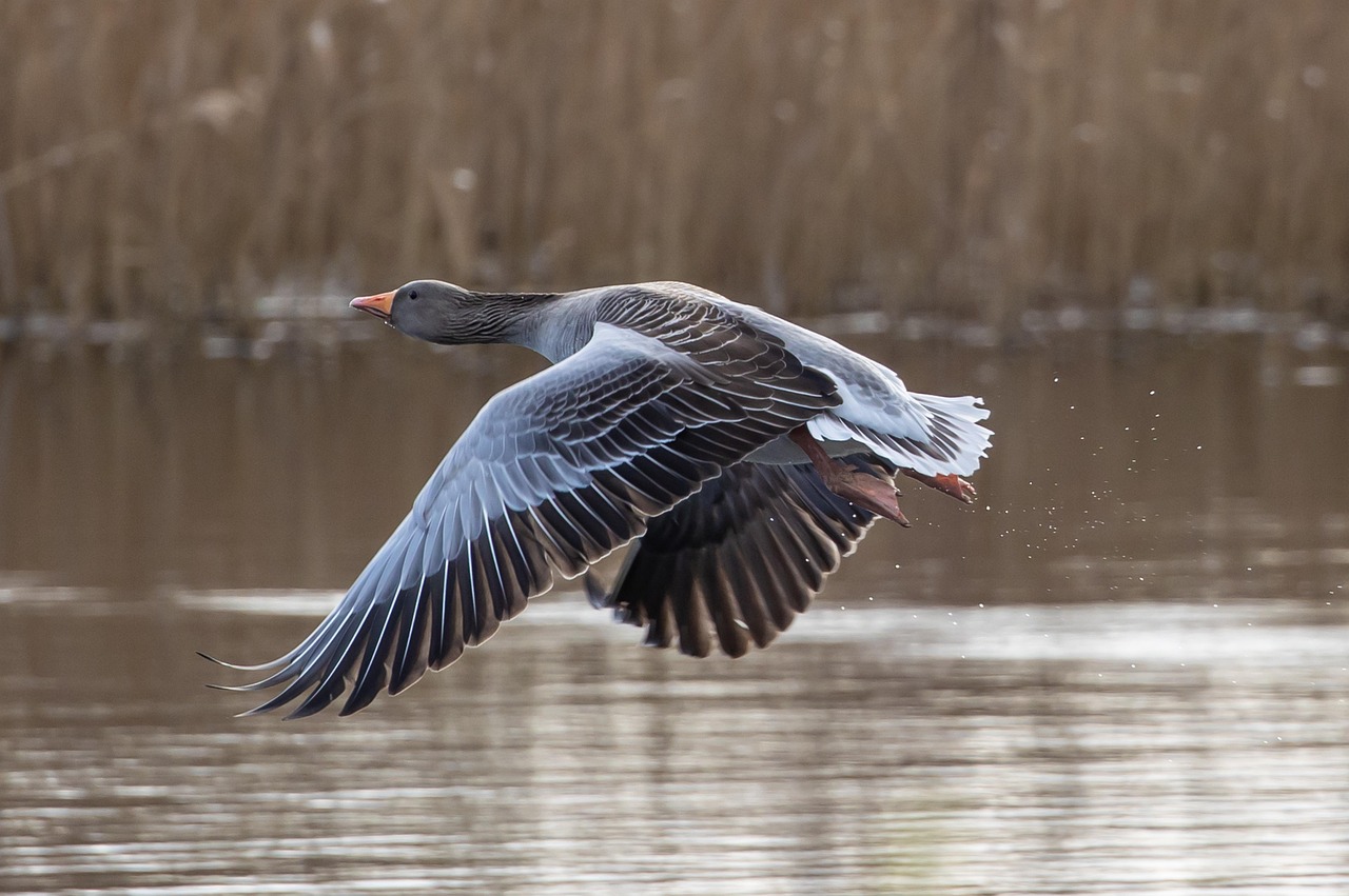 Canada Geese - Seasonal Gratitude Experts (image credits: pixabay)
