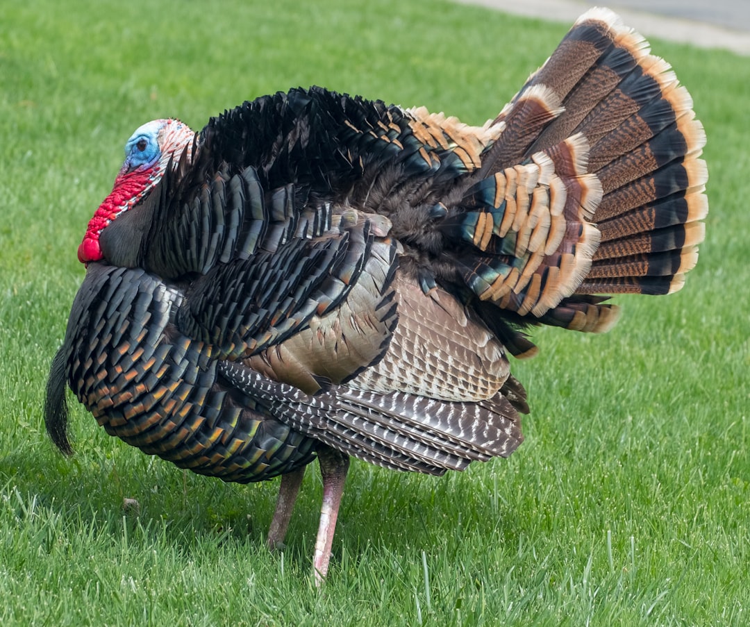 Wild Turkeys - The Thanksgiving Ambassador (image credits: unsplash)
