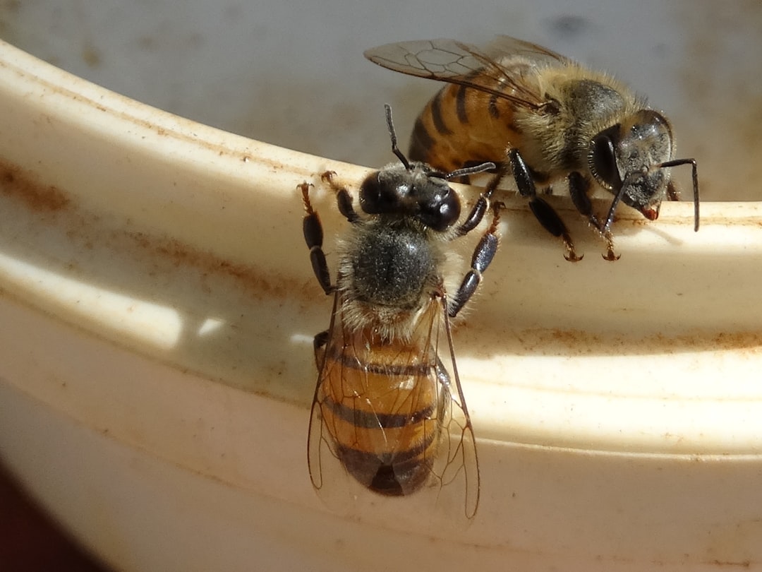 Honeybees - Community Collaboration Masters (image credits: unsplash)