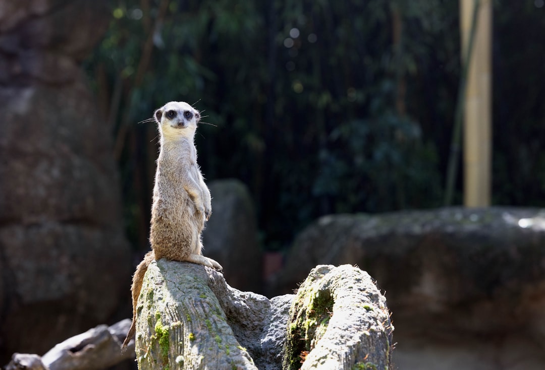Meerkats - Gratitude Through Service (image credits: unsplash)