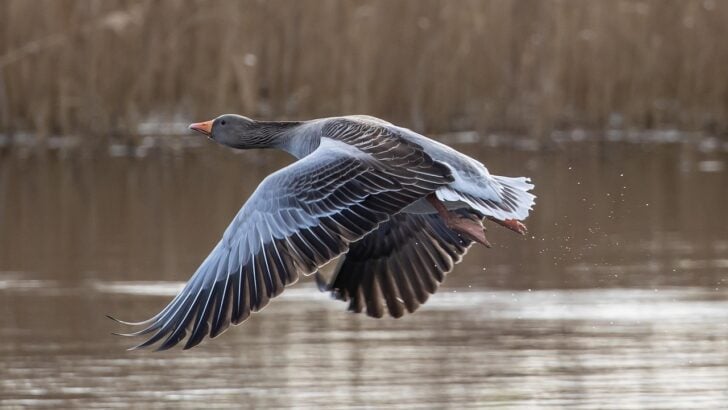 Which Wild Animal Captures Thanksgiving Energy Best?
