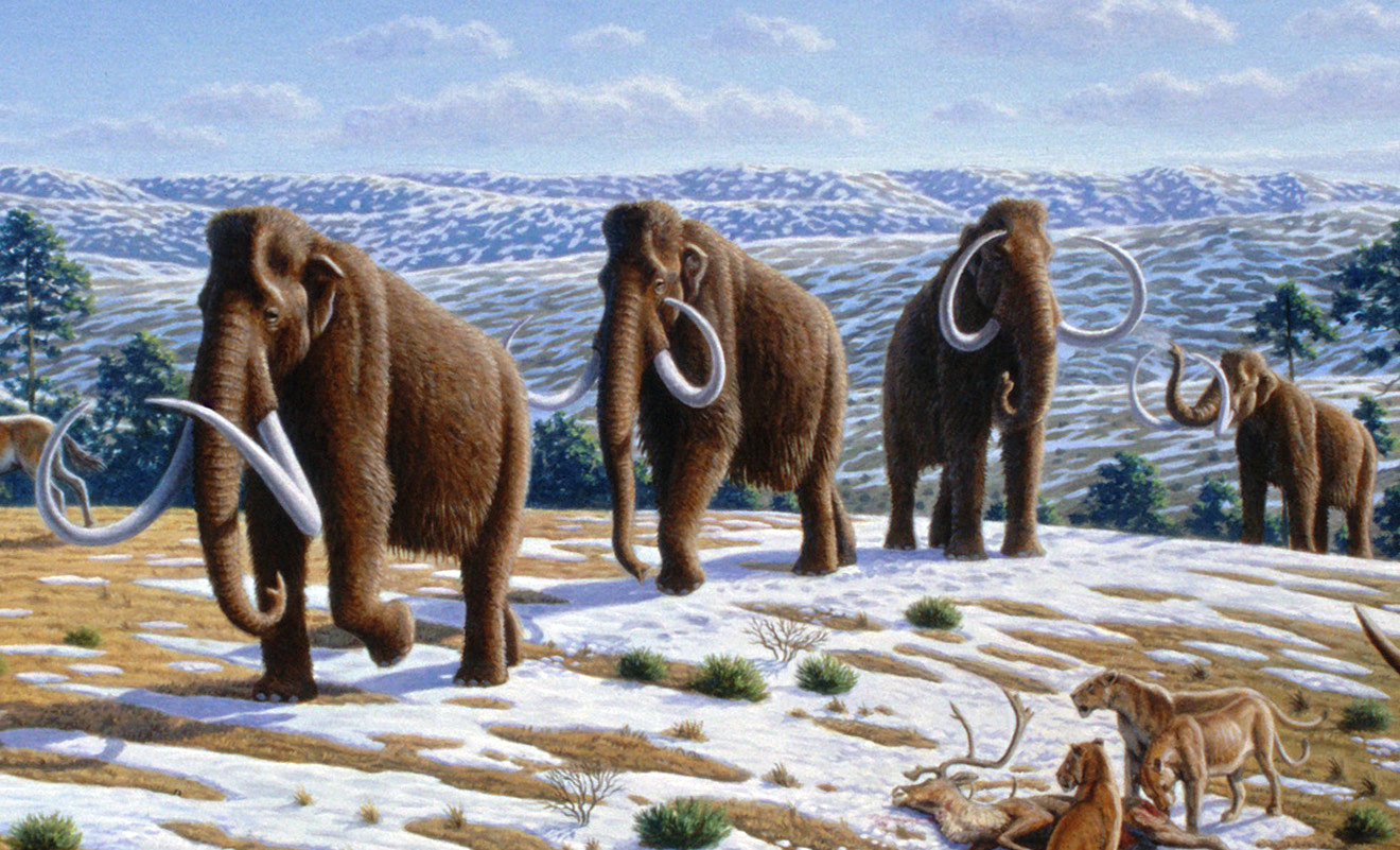 Mammoths - Giants of the Frozen North (image credits: wikimedia)