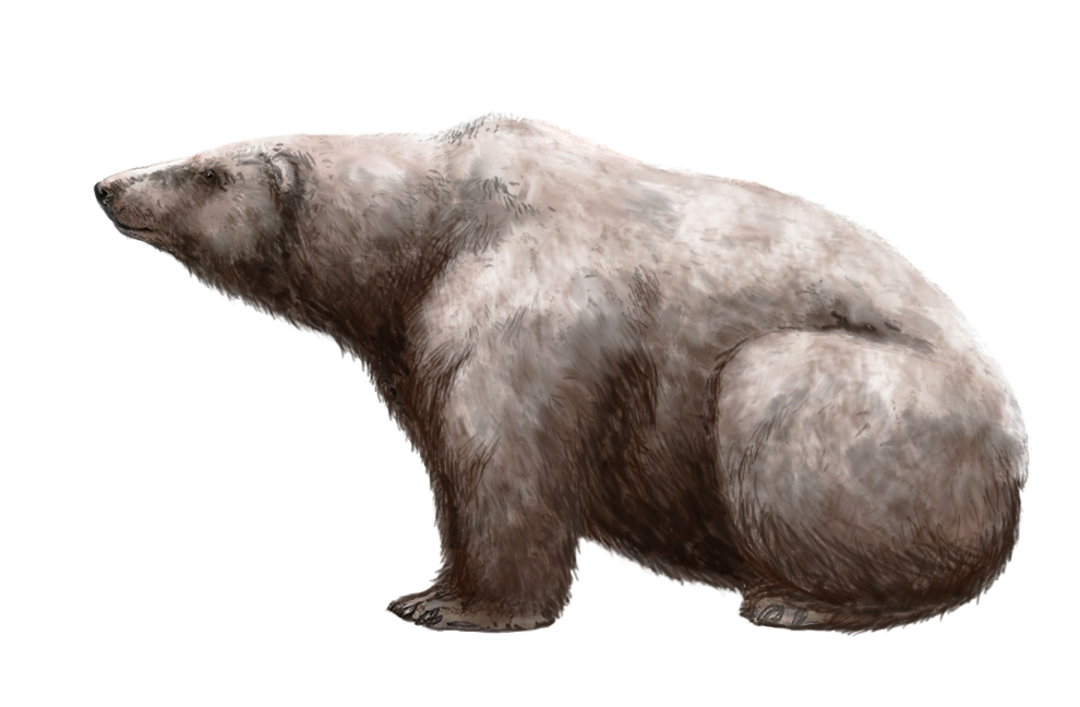 Snow Bears - The Real-Life Polar Giants (image credits: wikimedia)