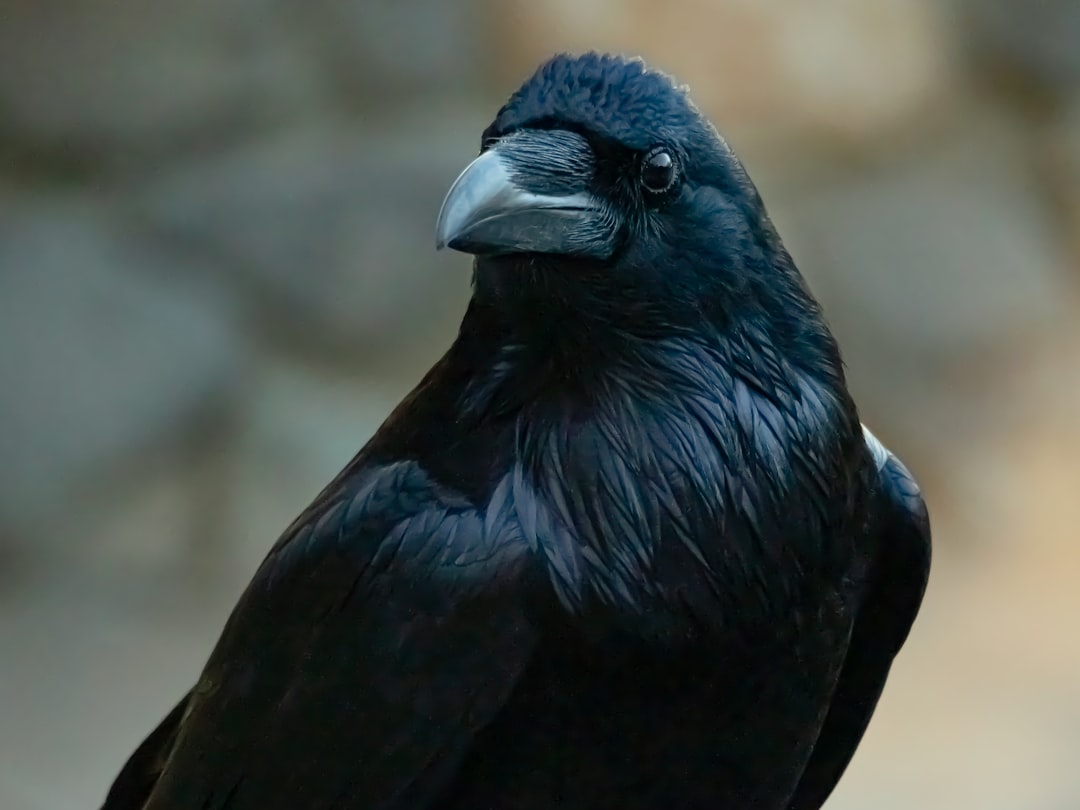 Ravens - Nature's Brilliant Messengers (image credits: unsplash)