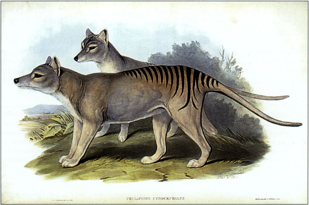 Thylacines - The Extinct 
