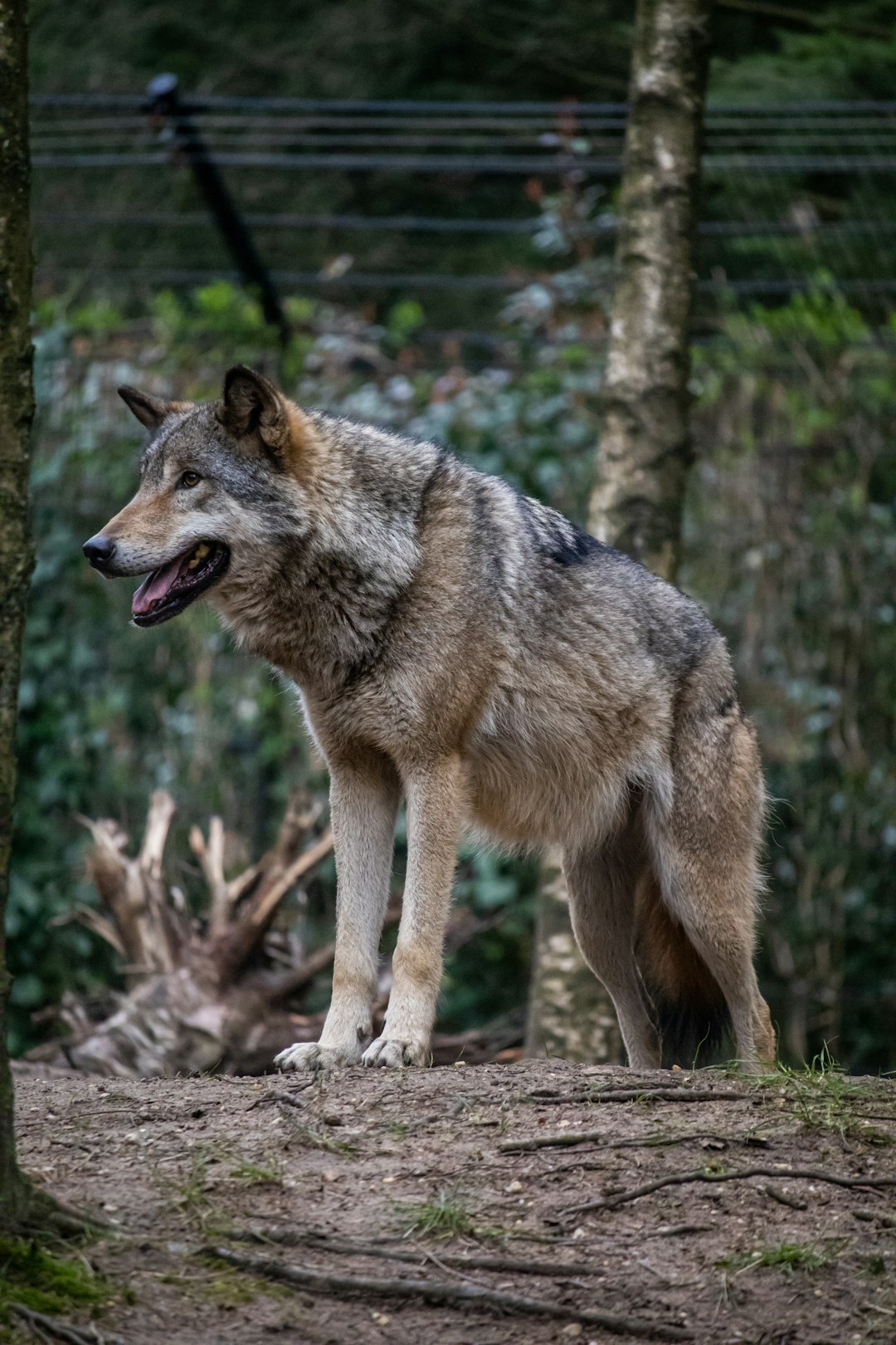 The Pack Leader Mentality: Wolf Leadership Traits (image credits: unsplash)