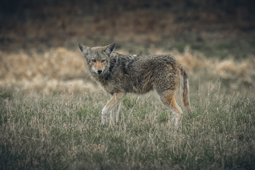 Territorial Boundaries: Vast Domains vs Flexible Ranges (image credits: unsplash)