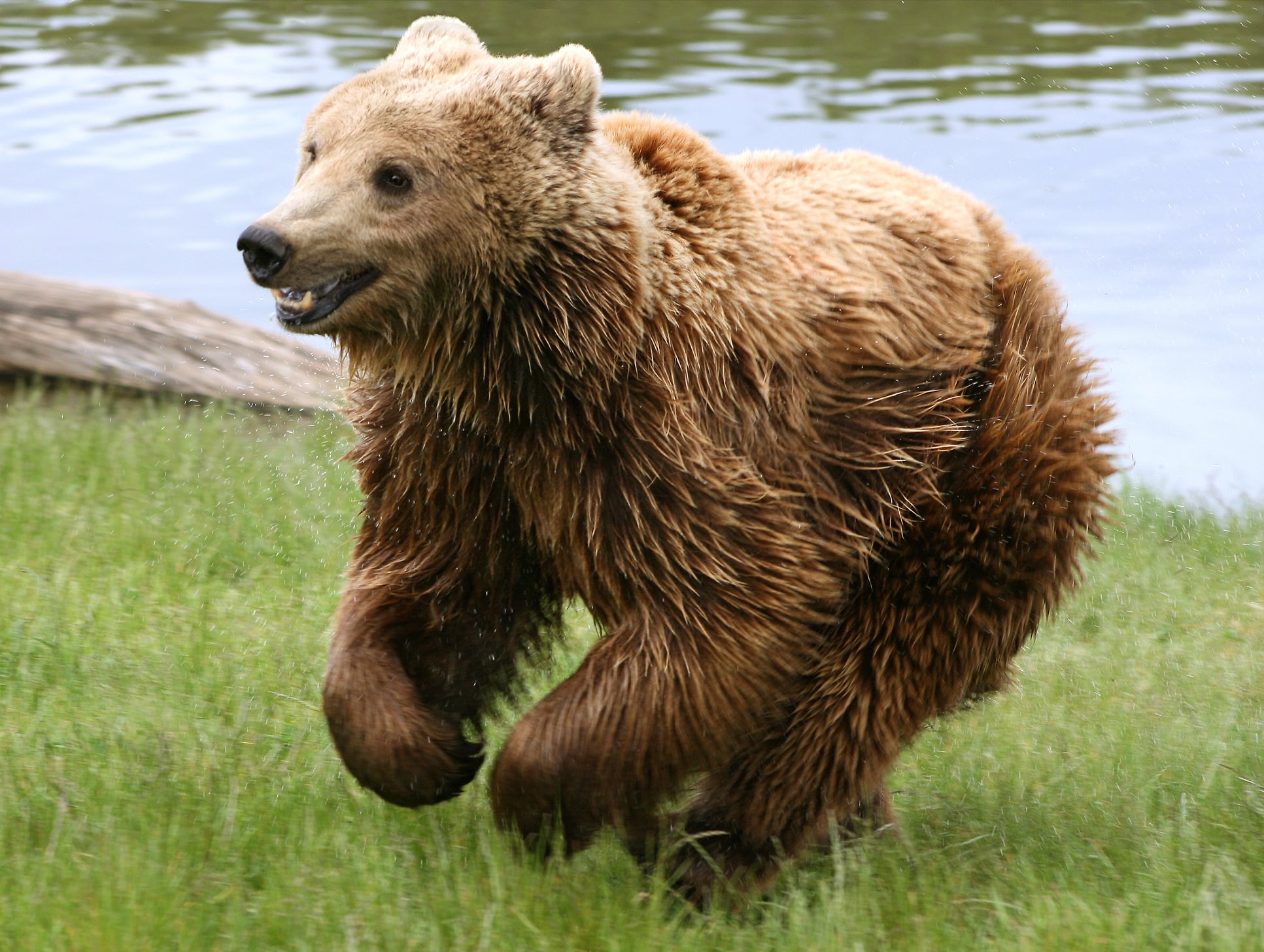 The Kodiak Bear: A Living Giant of Legendary Proportions (image credits: wikimedia)