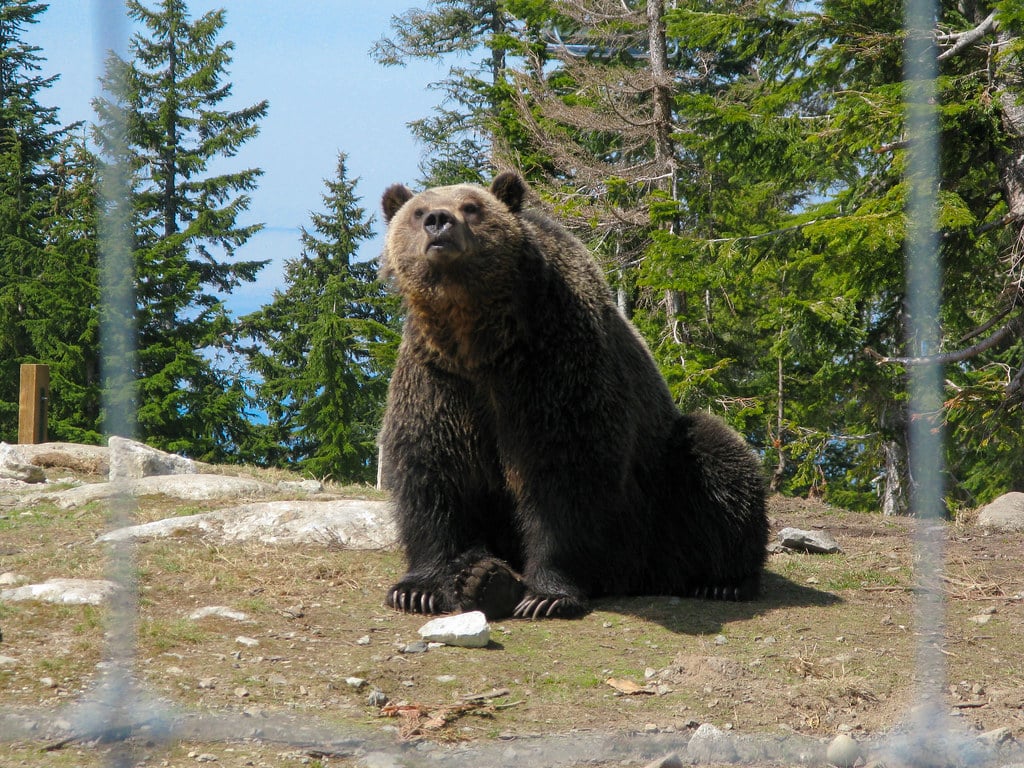 Grizzly Bear Aggression: The Berserker of the American Wild (image credits: flickr)