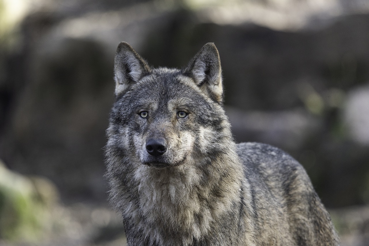House Stark - The American Gray Wolf (image credits: pixabay)