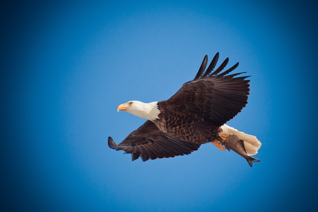 House Targaryen - The Bald Eagle (image credits: pixabay)