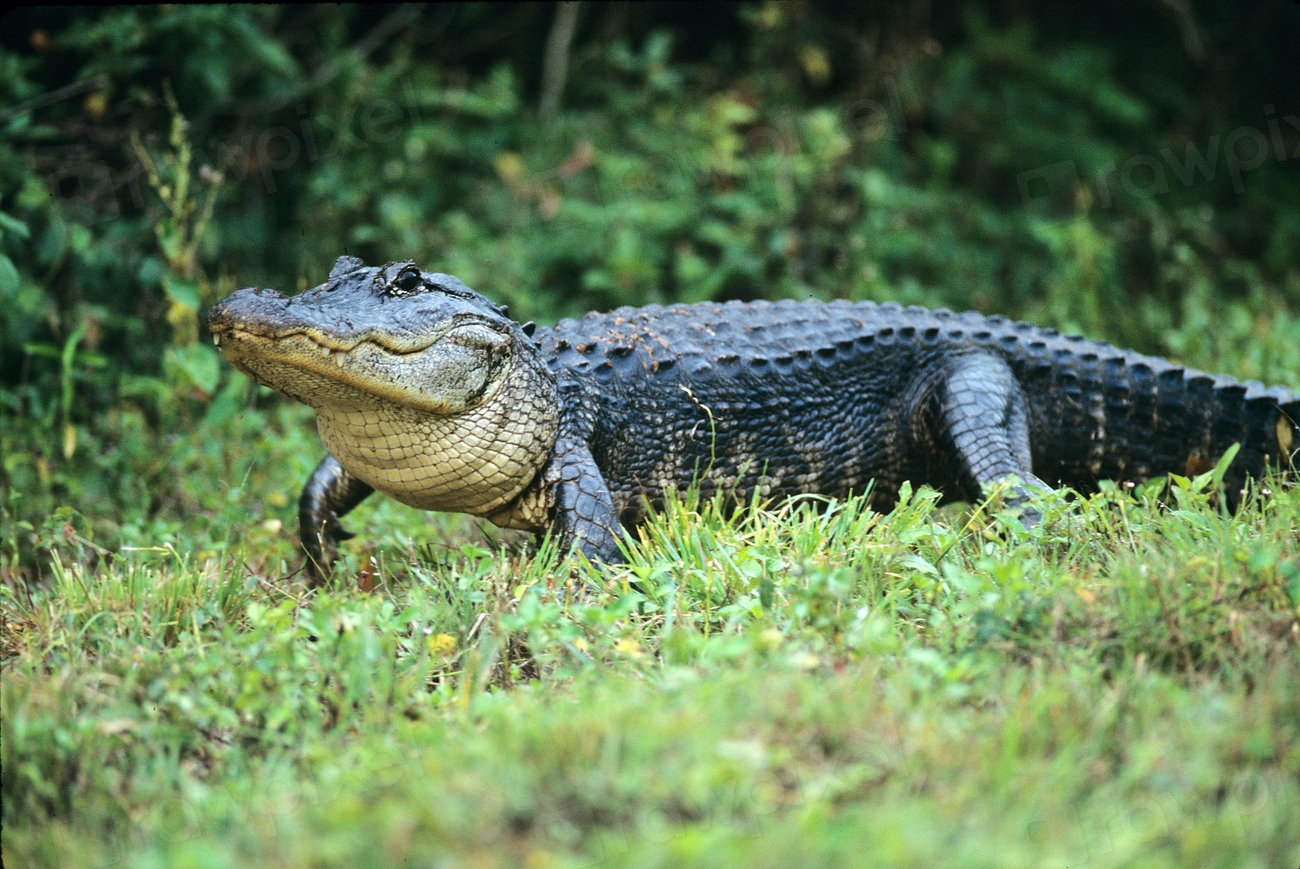 House Martell - The American Alligator (image credits: rawpixel)