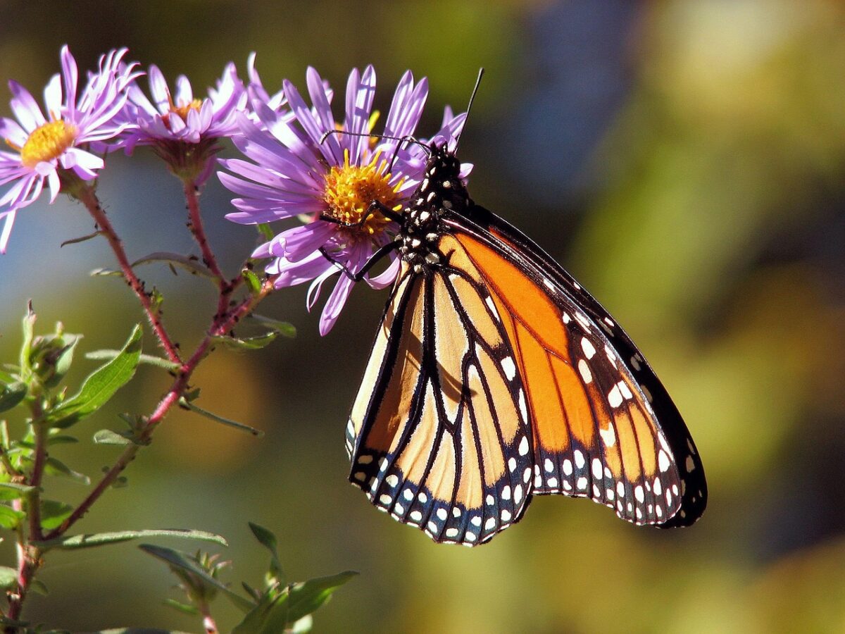 The Monarch Butterfly