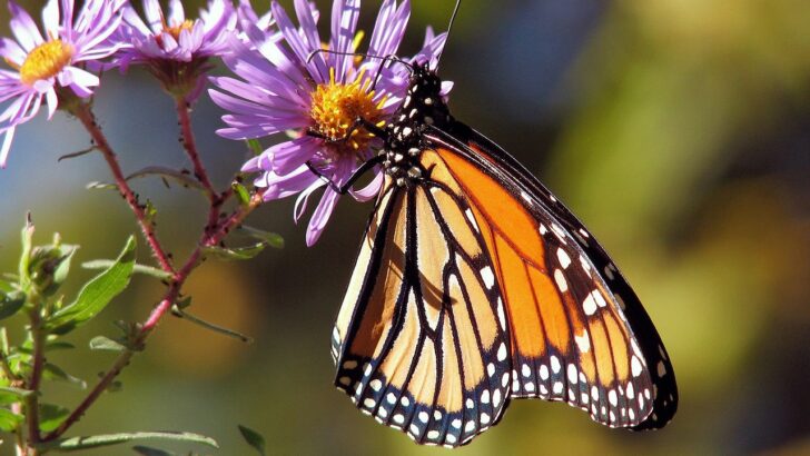 Evolution&rsquo;s Enduring Toolkit: Butterflies and Moths Rely on the Same Genes for Ages