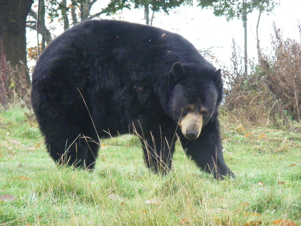 House Greyjoy - The American Black Bear (image credits: flickr)