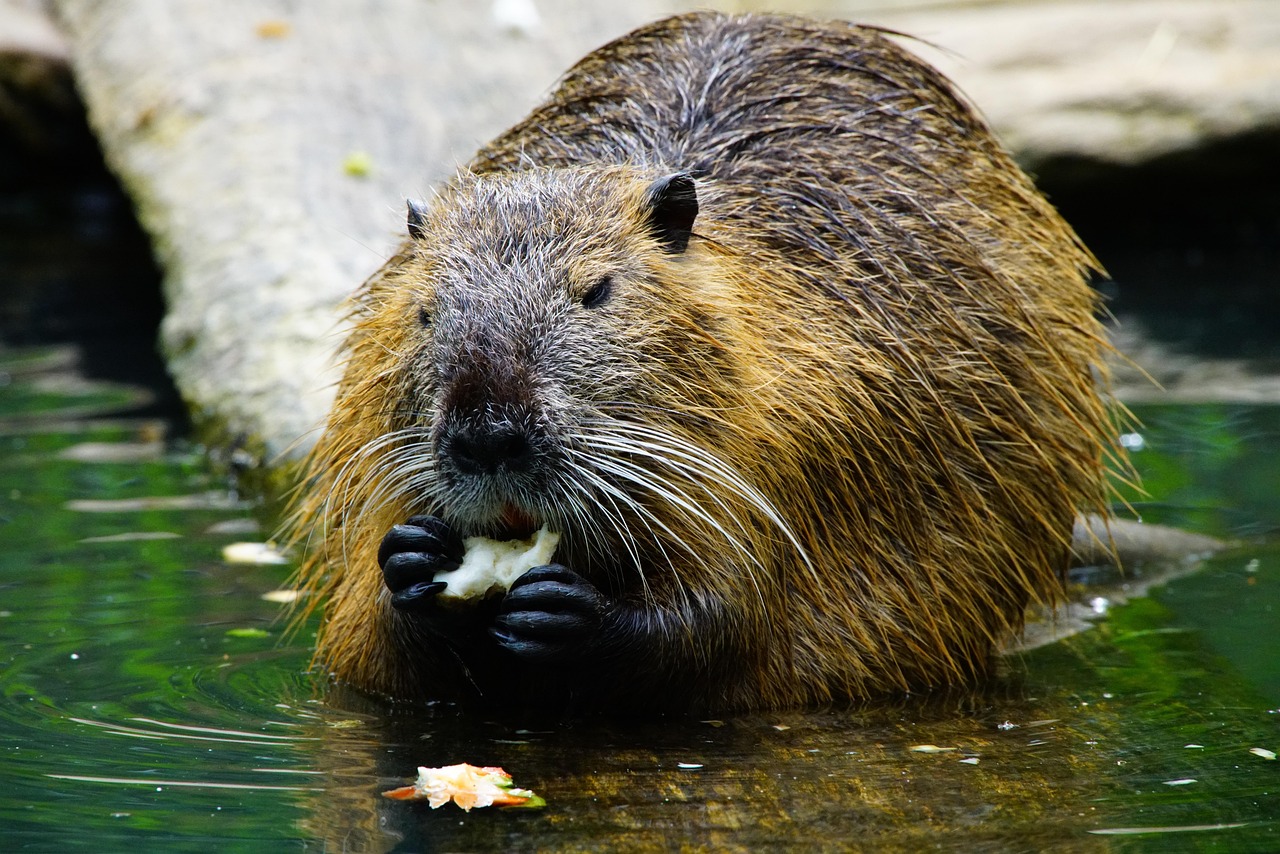House Tully - The American Beaver (image credits: pixabay)