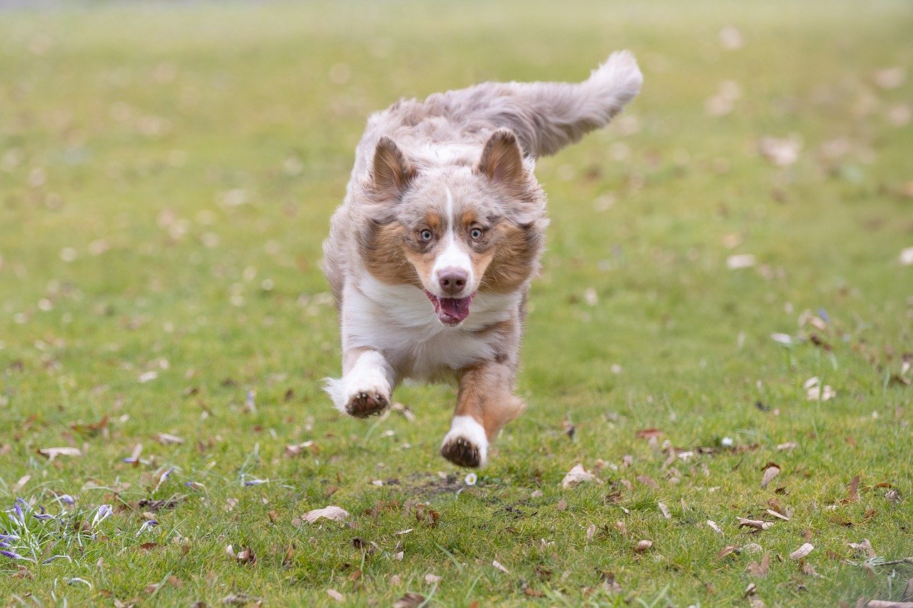 Australian Shepherds - Ranch Dogs in a Retirement Home (image credits: pixabay)