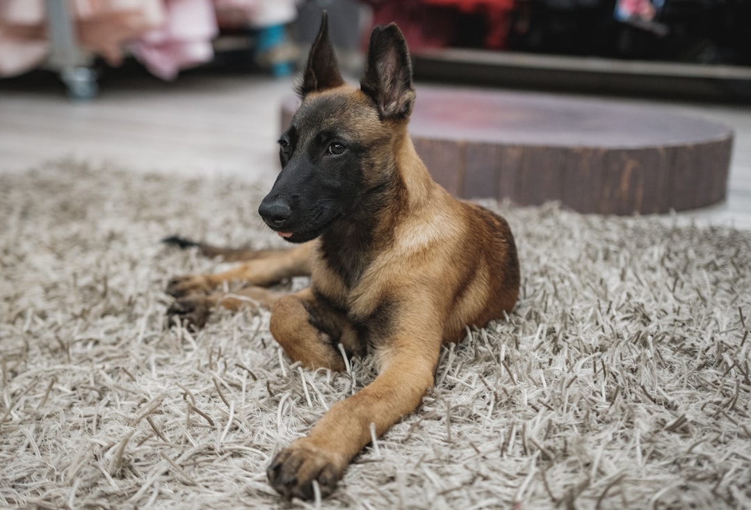 Belgian Malinois - The Ferrari of the Dog World (image credits: unsplash)
