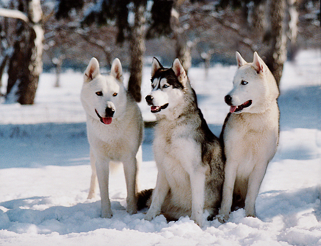 Siberian Huskies - Sled Dogs Without the Sled (image credits: flickr)
