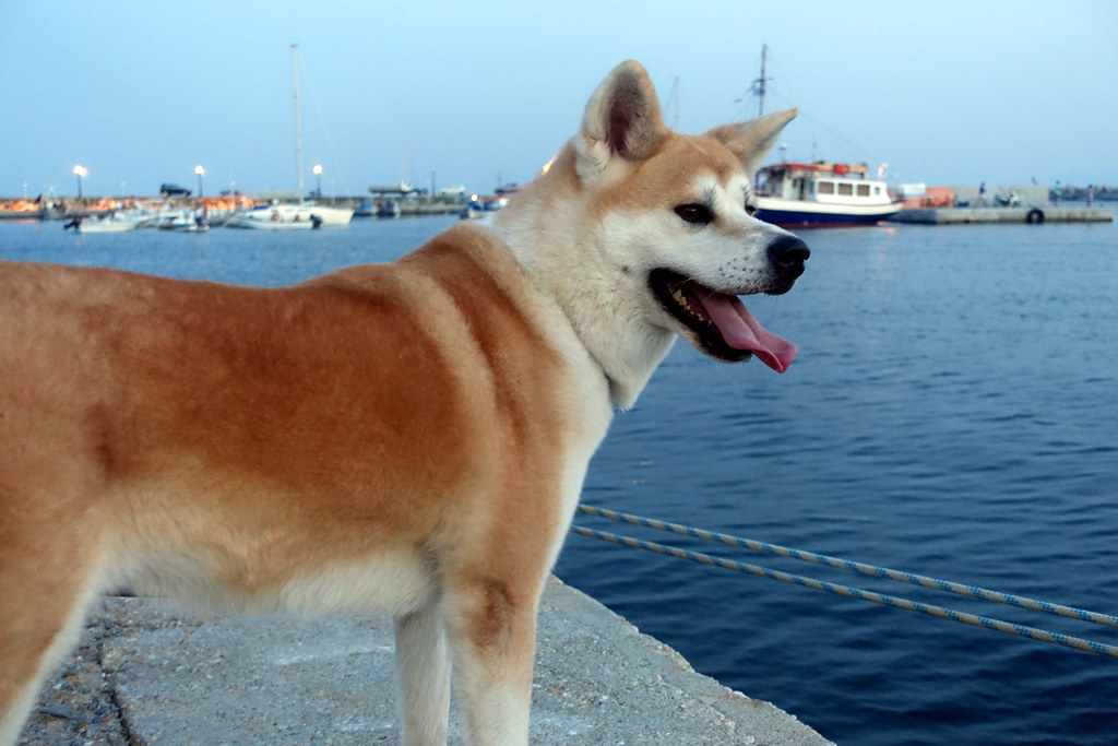 Akitas - The Stubborn Royalty (image credits: flickr)